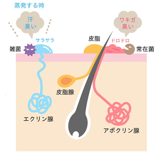 ラヴィリン ハラヴィン社製品